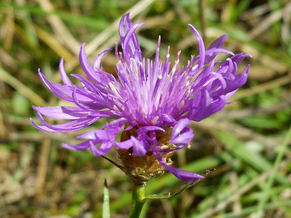 Centaurea jacea s.l.